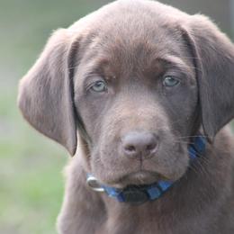Labrador Retriever Puppies from Triple Creek Kennel