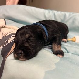 Miniature Schnauzer Puppies from Liv’s Schnauzers