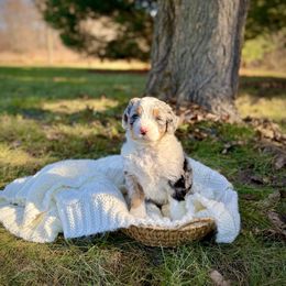 Sawyer - Blue merle male Bernedoodle puppy in Bremen, Indiana from Farmland Doodles