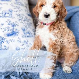 Shell - Apricot female Goldendoodle puppy in Garden Grove, California from Sunkissed Doodles
