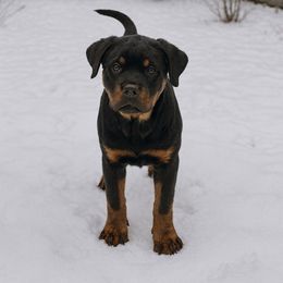 Greta (Light pink girl) - Black and mahogany female Rottweiler puppy in Industry, Illinois from KDKs Kennels