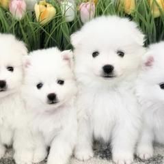 American Eskimo Dogs from Brookside Eskies
