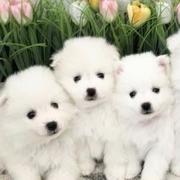 American Eskimo Dogs from Brookside Eskies