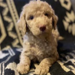 Otis (Black Collar) - Caramel cream male Labradoodle puppy in Toledo, Washington from Bigfoot Doodles