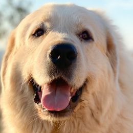 Australian Shepherds and Great Pyrenees from Faith Family Freedom Farm