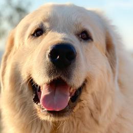 Australian Shepherds and Great Pyrenees from Faith Family Freedom Farm