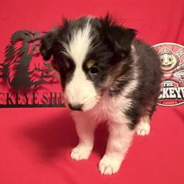 Tri Boy - Black white and tan male Shetland Sheepdog puppy in Dayton, Ohio from Buckeye Shelties
