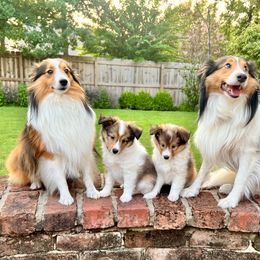 Shetland Sheepdog All Grown Up from Huckleberry Farms Shelties