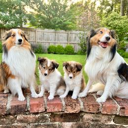 Shetland Sheepdog All Grown Up from Huckleberry Farms Shelties