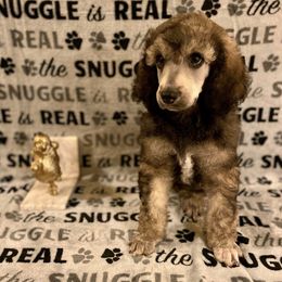 Poodle Puppies from Cosmic Caliber Standard Poodles