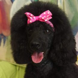 Bindi - Poodle
