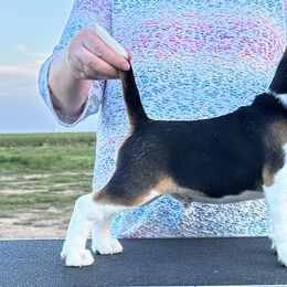 Beagle Puppies from Alakay Beagles