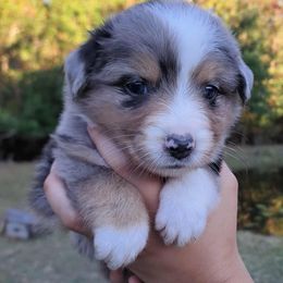 Buster - Blue merle male Australian Shepherd puppy in Robertsdale, Alabama from Persimmon Creek Farm