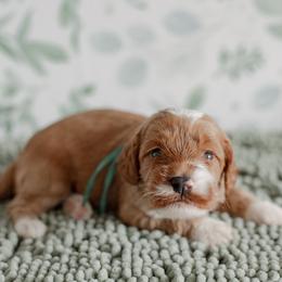 Cheif (green collar) - Red  male Goldendoodle puppy in Apopka, Florida from The Classic Doodle
