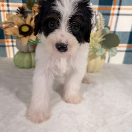 Jaguar - Black and white male Bernedoodle puppy in Luana, Iowa from Country View Bernedoodles and Goldendoodles