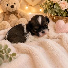 Taz - Tricolor male Shih Tzu puppy in Vernon, Texas from Jennifer's Shih Tzus
