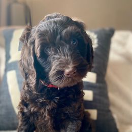 Australian Labradoodle Puppies from Lake Bay Labradoodles