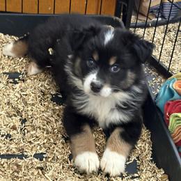 Blue collar - Black tri-color female Australian Shepherd puppy in Defuniak Springs, Florida from Blue Cypress Stock dogs