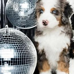 Bernedoodle, Old English Sheepdog, and Sheepadoodle Puppies from Desert Sheepies and Doodles