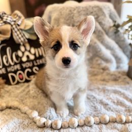 Padme - Fawn female Pembroke Welsh Corgi puppy in Battle Ground, Washington from Westbrooke Kennels