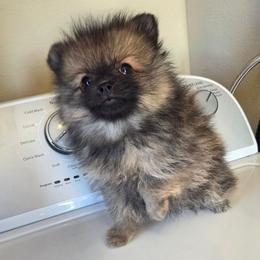 Fat Girl.. - Orange sable male Pomeranian puppy in Austin, Texas from Heart Of Texas Pom's