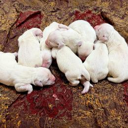 Romeo - Light golden male Golden Retriever puppy in Doniphan, Missouri from Stockford’s Golden Retrievers
