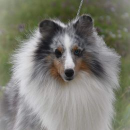 Duckee McGee - Shetland Sheepdog