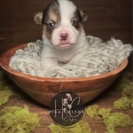 Holstein-Mismark - White and black male Pembroke Welsh Corgi puppy in Benton, Arkansas from High Cotton Corgis