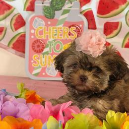 Bella - Chocolate female Shih Tzu puppy in Azusa, California from RJ Shih Tzu lover