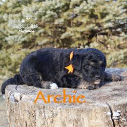 Archie - Phantom male Bernedoodle puppy in Heyworth, Illinois from Cobble Creek Puppies