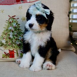 Marlowe - Tri-color female Bernedoodle puppy in Murray, Utah from Sun Valley Doodles