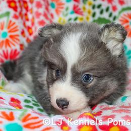 Tiramisu - Blue female Pomsky puppy in Centerville, Iowa from LJ Kennels Pomskies, LLC