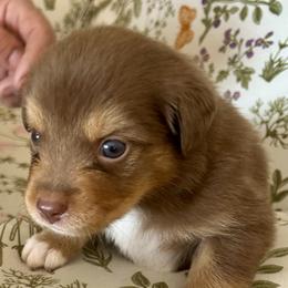 Travelin' Man - Red tri-color male Australian Shepherd puppy in Alamogordo, New Mexico from Two Nichols Aussies