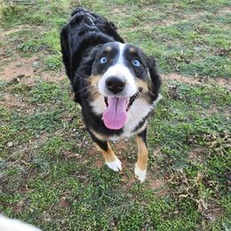 Natalya - Australian Shepherd