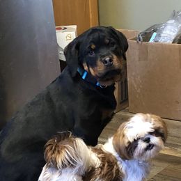 Rottweilers and Shih Tzus from Vom Hause Noble Rottweilers and Shih Tzu