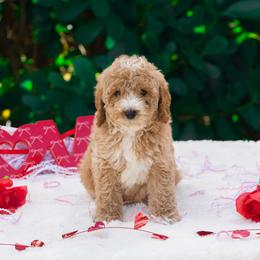 Toby - Apricot male Poodle puppy in Fort Myers, Florida from Blossom Paws