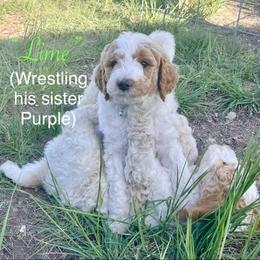 Lime - Parti male Goldendoodle puppy in Helena Valley Northeast, Montana from Joy Meadows Goldendoodles