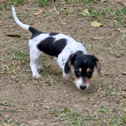 AKC Porky - Piebald male Dachshund puppy in Onalaska, Texas from Weenies on the Lake