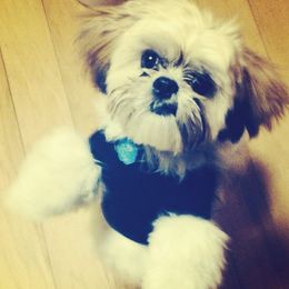 Ducky - Shih Tzu