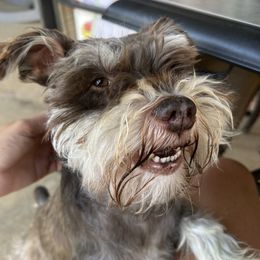 Ace - Miniature Schnauzer