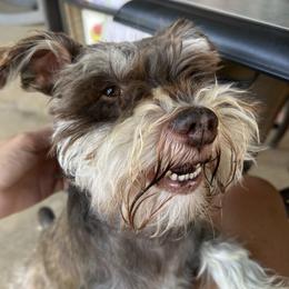 Ace - Miniature Schnauzer
