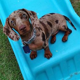 Reesie - Dachshund