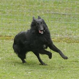 Belgian Sheepdogs from Sans Soleil