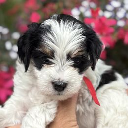 Girl 2 - female Bernedoodle puppy in Las Vegas, Nevada from Perfect Bernedoodles