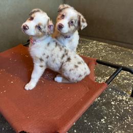 Girl 2 Light Pink Collar Blue Eyes - Red merle female Australian Shepherd puppy in Washington from LIT Australian Shepherds