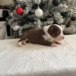 Lime collar - Red tri-color female Australian Shepherd puppy in Buckeye, Arizona from Wranglin Farms