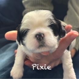 Pixie - Parti female Lhasa Apso puppy in Waterford, Connecticut from Floofie Butts