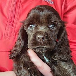 Boston Terrier and Cocker Spaniel Puppies from Down in the Holler