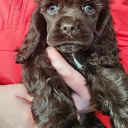 Boston Terrier and Cocker Spaniel Puppies from Down in the Holler