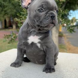 French Bulldog Puppies from OMG FRENCHIES